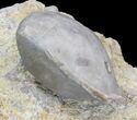 Fossil Paracrinoid (Platycystites) - Bromide Formation, Oklahoma #43795-1